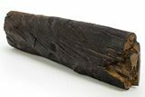 Cretaceous Fossil Carbonized Wood Log - Aguja Formation, Texas #317775-1